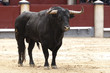 toros