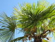 Palme