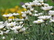 Margeriten