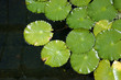 Lily Pads