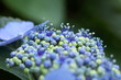 hydrangea / アジサイ (東京・旧岩崎邸) hydrangea / アジサイ (東京・旧岩崎邸)
