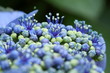 hydrangea / アジサイ (東京・旧岩崎邸)