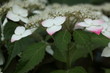 hydrangea / アジサイ (東京・旧岩崎邸) hydrangea / アジサイ (東京・旧岩崎邸)
