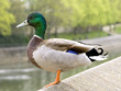 Common male mallard duck standing on a wall