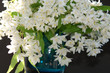 Deutzia in a blue vase