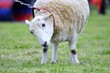 Prize sheep on leash