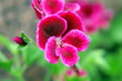 природа