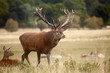 Herd of royal deer in oestrum time Herd of royal deer in oestrum time
