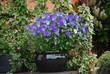 Blue flower