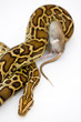 Snake eating big rat