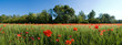 champ de coquelicot dans la  campagne