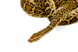 python - on a white background with room for text