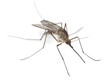 Mosquito isolated on white.
