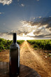 Dramatic vineyard