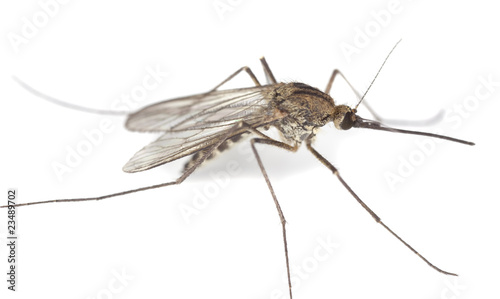 Foto: Mosquito isolated on white. Mosquito isolated on white.