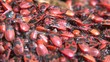 a pile of Pyrrhocoris apterus (firebug) close up