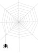 Spider on the net