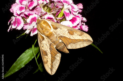 Foto: Spurge Hawk-moth / Hyles euphorbiae Spurge Hawk-moth / Hyles euphorbiae