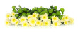 bouquet from  flowers,  isolated.