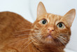 feline beauty