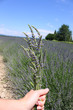 Bouquet de lavande