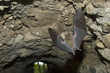 Jamaican Fruit Bat flying in cave under Maya in Tikal Guatemala.
