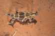 Thorny Devil in the Australian outback.