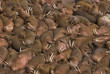 Hundreds of walruses on Round Island, Alaska.
