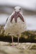 Western Gull swallowing an Ochre Sea Star in California