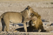 Lioness covering eyes of male lion with paw Etosha Namibia