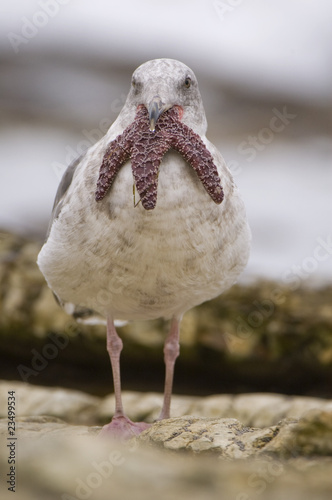 Photo: Western Gull swallowing an Ochre Sea Star in California Western Gull swallowing an Ochre Sea Star in California