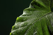 green leaf