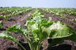 sugar beet
