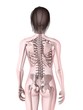 weibliche Skelettanatomie