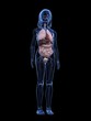 Kind - Anatomie