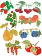 Früchte, Obst