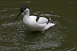 avocetta