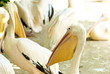 pellicano allo zoo