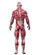 Bodybuilder - Anatomie Bodybuilder - Anatomie