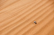 Beetle in the Sand