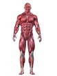 Bodybuilder - Anatomie Bodybuilder - Anatomie