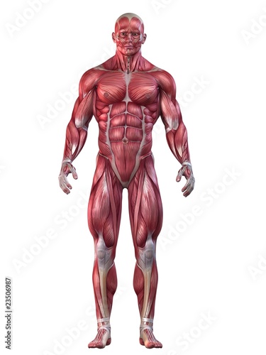 Illustration: Bodybuilder - Anatomie Bodybuilder - Anatomie