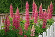 Pink flower