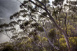 eucalyptus trees