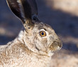 Profile of a Jack Rabbit