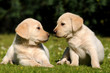 Zwei Labradorwelpen