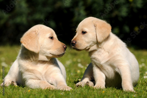 Photo: Zwei Labradorwelpen Zwei Labradorwelpen