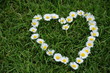 Foto: blumenherz auf grün blumenherz auf grün