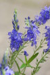 Ysop (Hyssopus officinalis )