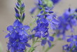 Ysop (Hyssopus officinalis )